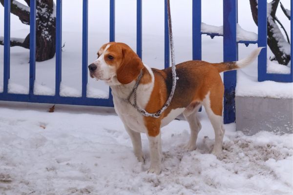 Beagle-Harrier Dog on a leash near a fence in the snow in winter