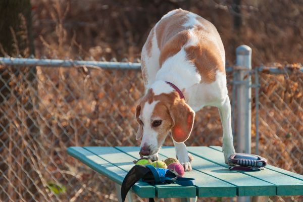 Beagle harrier puppy