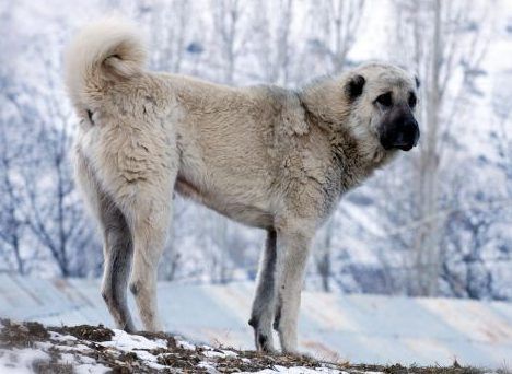 Big Kangal Dog standing in the snow