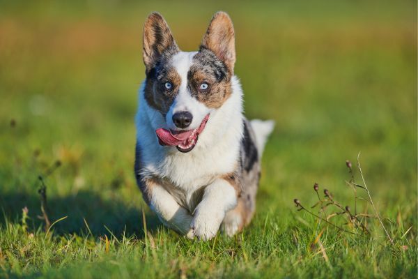 Cardigan Welsh Corgi running through a field