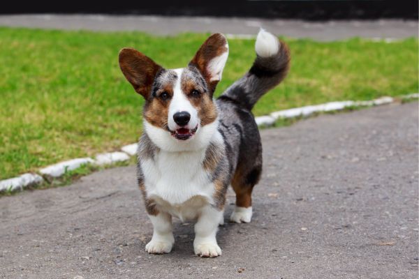 Cardigan Welsh Corgi stands outdoors smiling