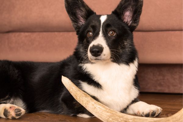 Cardigan Welsh Corgi lying down indoors