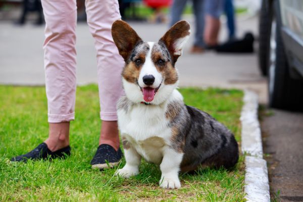 Cardigan Welsh Corgi out for a walk with young girl