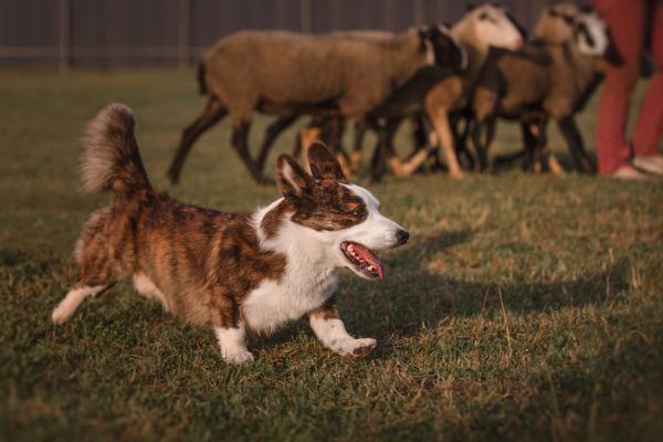 Cardigan Welsh Corgi rounds up the sheep on the farm