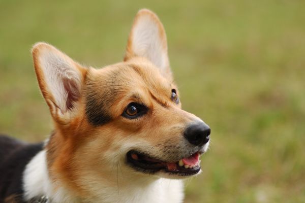 Cardigan Welsh Corgi close up