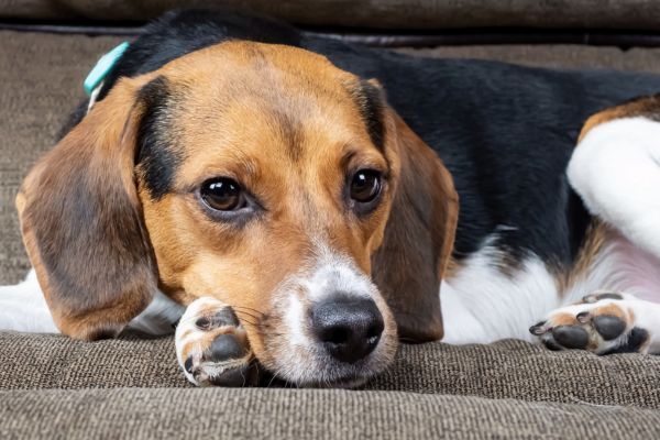 Closeup shot of Beagle-Harrier puppy on a brown background