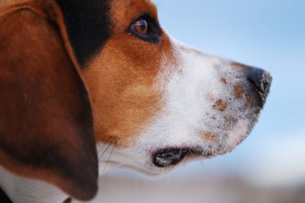 Closeup shot of Harrier dog in park