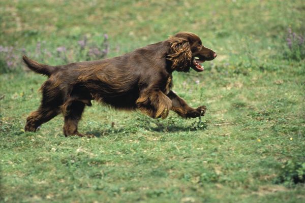 Male Field Spaniel Dog running on Grass