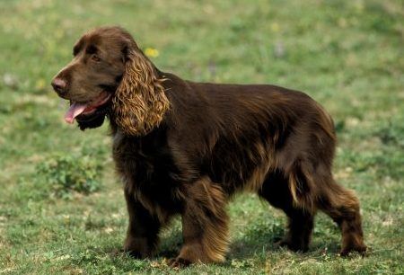 Field Spaniel Dog, Standing on Grass