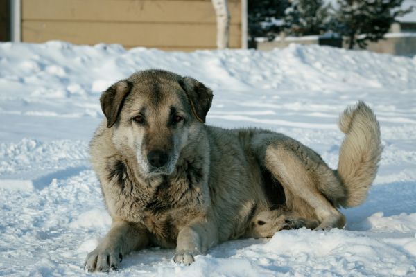 Kangal Dog Resting on Snow in Ardahan