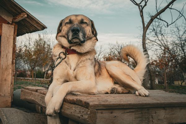 Kangal Shepherd Dog Relaxing Near Rustic Dog House