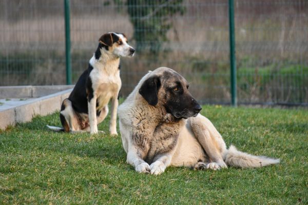Kangal shepherd dog and little friend
