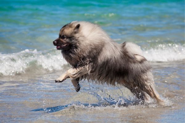 Keeshond running on the beach