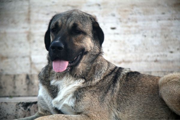 Majestic Kangal Dog Relaxing Outdoors