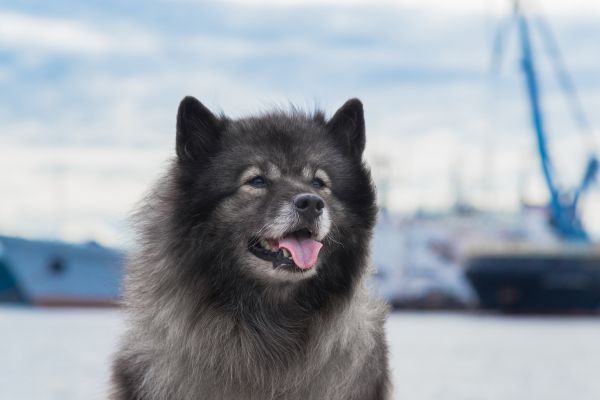 Portrait of Keeshond against the background of the ships