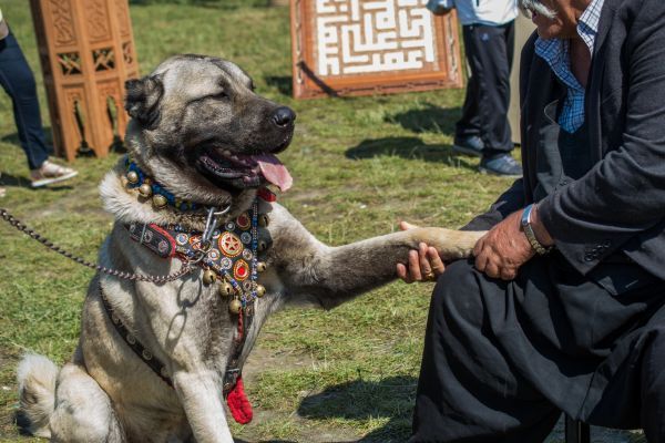 Turkish breed shepherd dog Kangal training as guarding dog