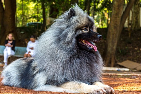 keeshond Dog lying on the ground