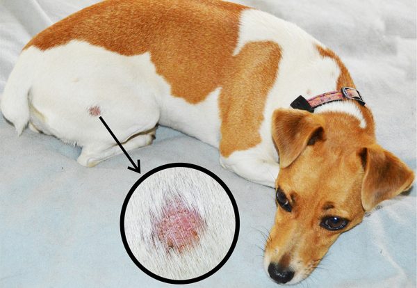 Jack Russell Terrier with ringworm, or dermatophytosis on its back left rump