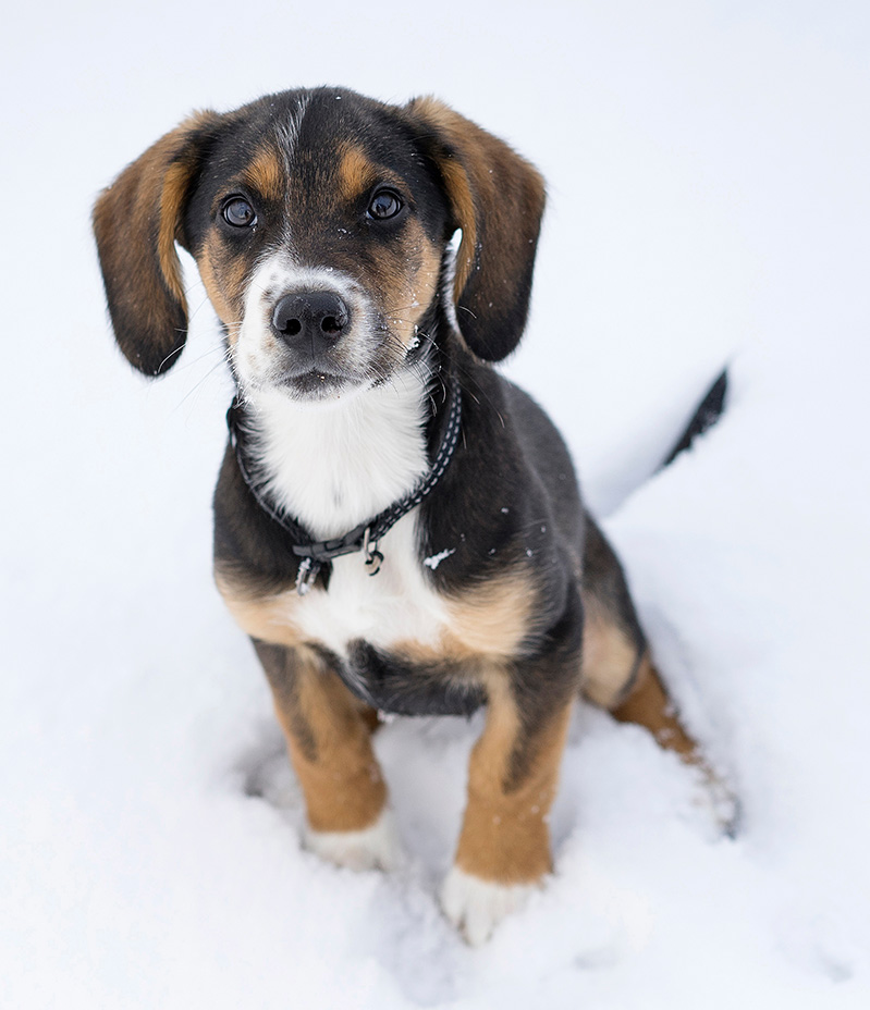 harrier dog puppy in snow vertical