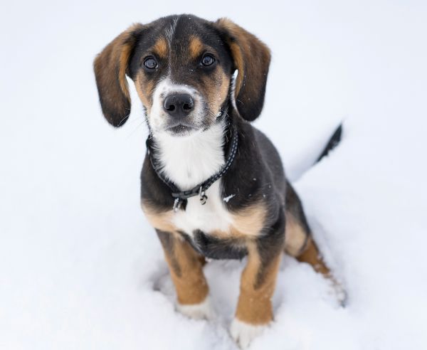 Small cute harrier puppy sitting outdoors on snow