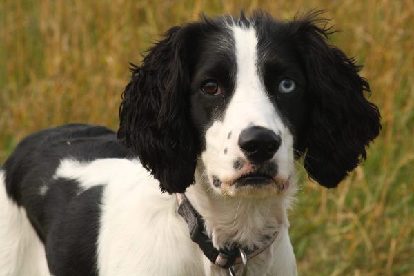 Black and White Field Spaniel with blue and brown eyes