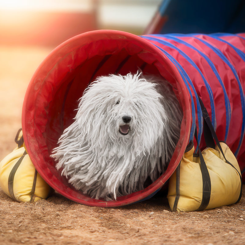 Agility Dog running out of tunnel Puli dog