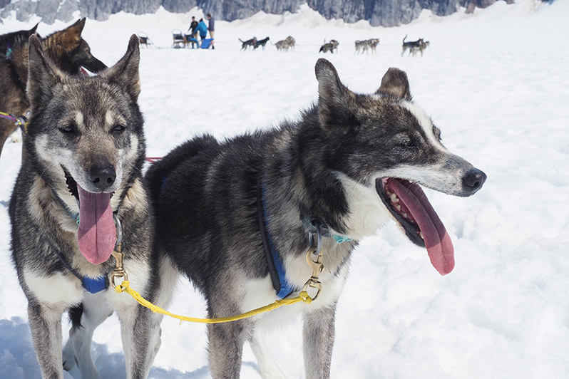 Close-up of two panting Alaskan huskies on a glacier - sleddogs working dogs