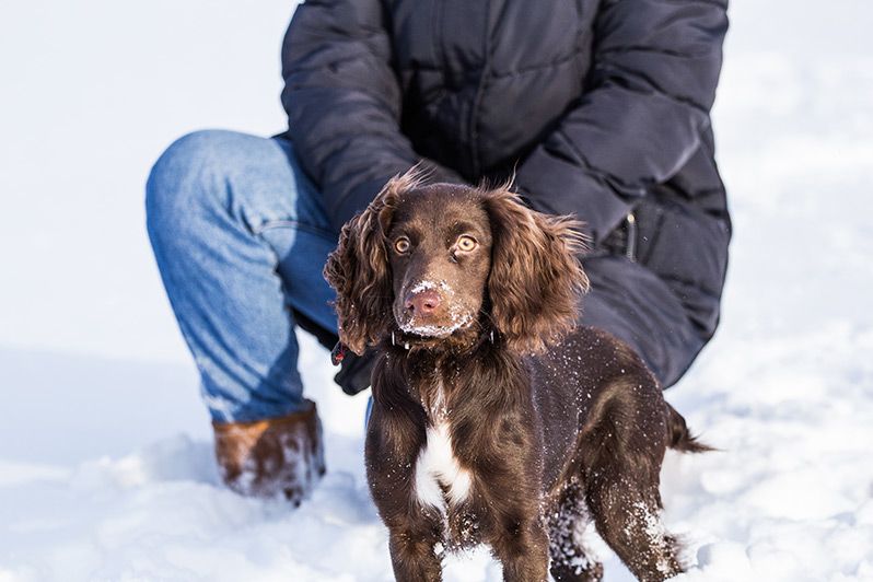 hunting field Spaniel puppy in the snow
