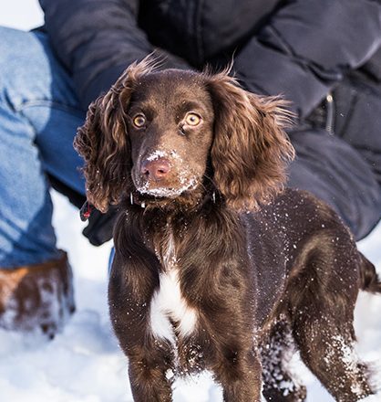 field spaniel puppy in the snow