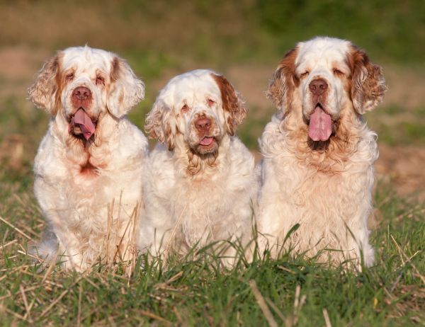 Portrait of three nice clumber spaniels sitting in a row outdoors