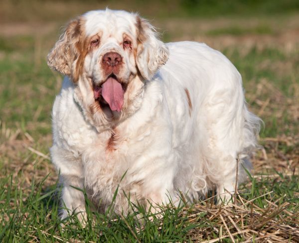 Portrait of nice clumber spaniel standing outdoors