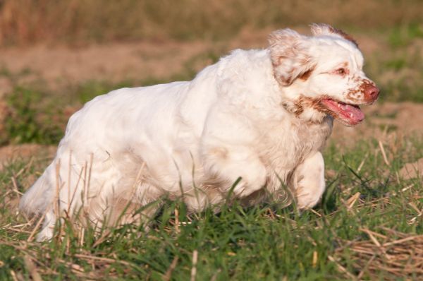 Nice clumber spaniel running through the grass