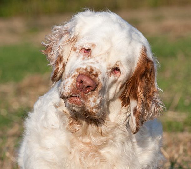 Portrait of nice clumber spaniel