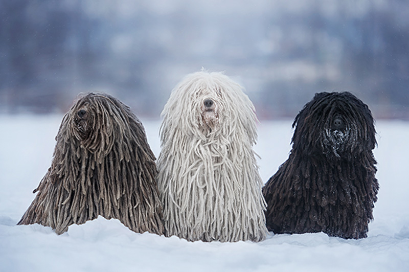 White store puli dog