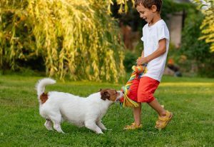 young boy playing tug o war with his jack russell terrier in the backyard