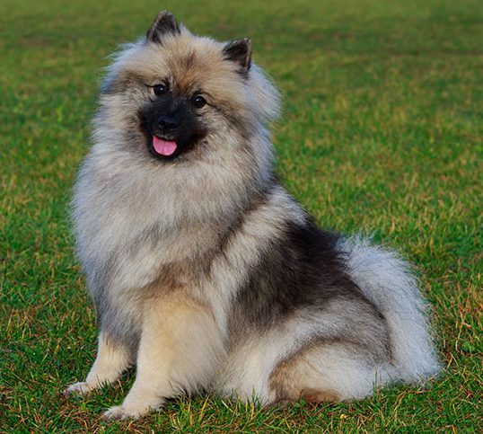keeshond sitting on green grass