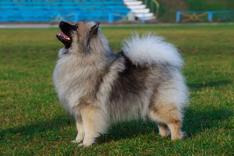 30 Fluffy Dog Breeds (Big and Small)