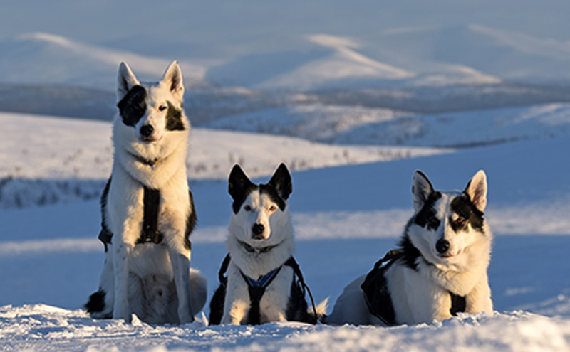 Portrait of three alaskan huskies in snow