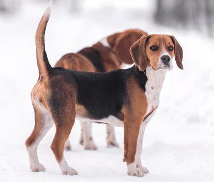 two harrier dogs outside in snow