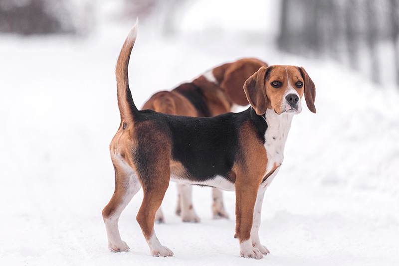 two harrier dogs outside in snow