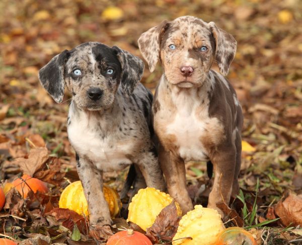 Two Louisiana Catahoula puppies with pumpkins in Autumn