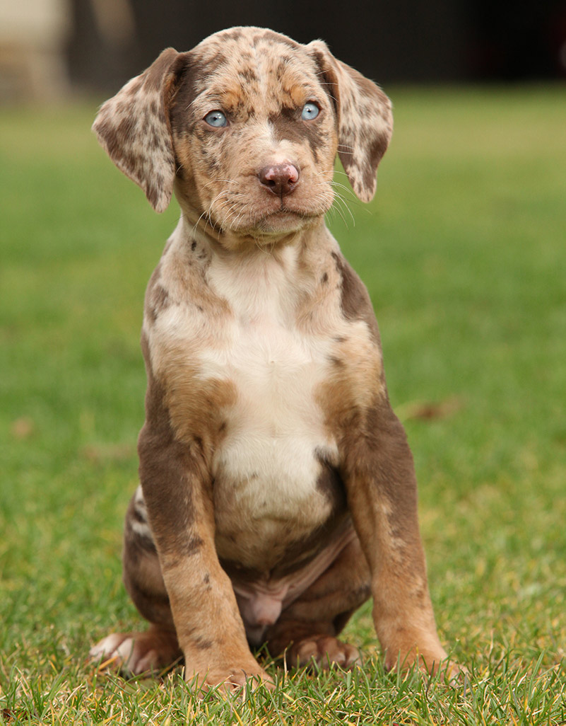 Louisiana Catahoula Leopard Dog Breed Personality Facts