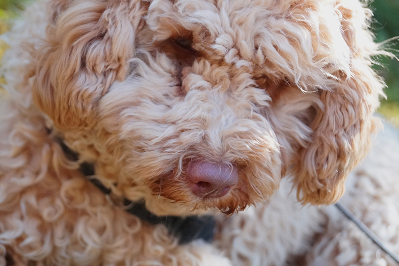 Australian cobberdog named Luna close up