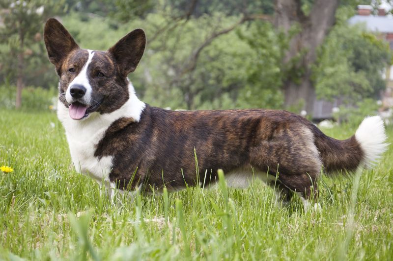 Cardigan Corgi on the grass
