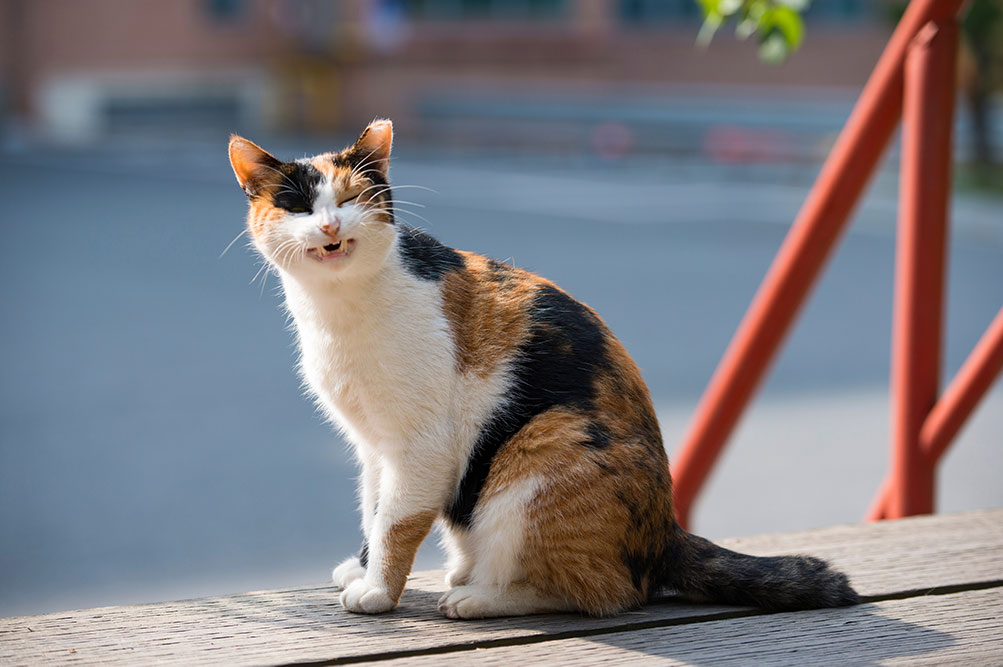 Allergies in cats - What you need to know