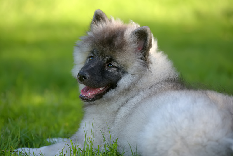 keeshond wolfspitz puppy happy in summer on green grass