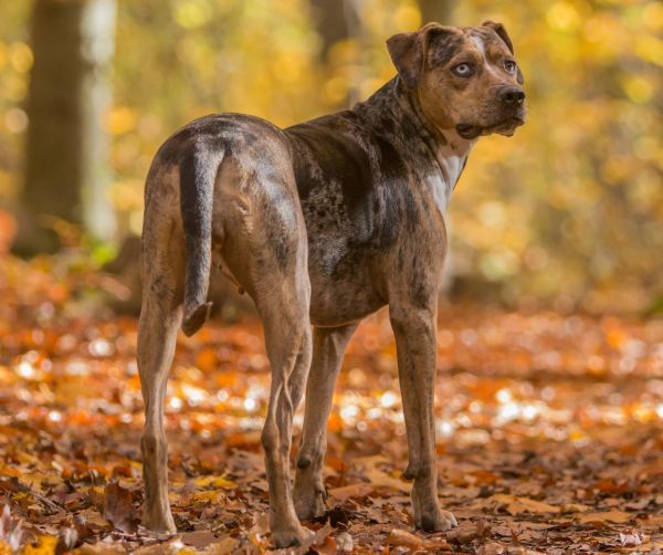 Louisiana Catahoula Leopard Dog standing outdoors