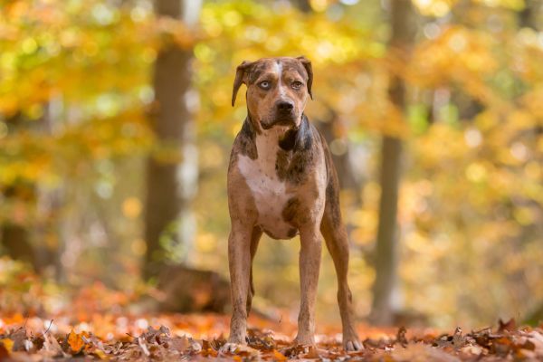 Louisiana Catahoula Leopard Dog standing outdoors in autumn leaves