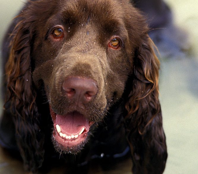 field Spaniel Dog having Bath
