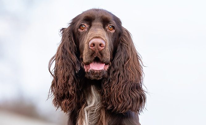 field spaniel sitting outside
